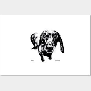 Dave the Dachshund Posters and Art